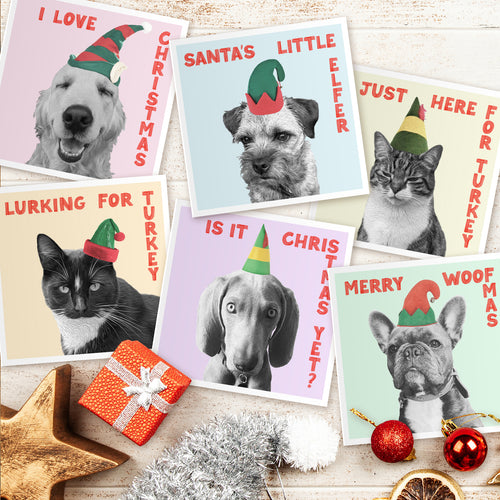 Christmas Pets - Dogs & Cats Christmas card pack