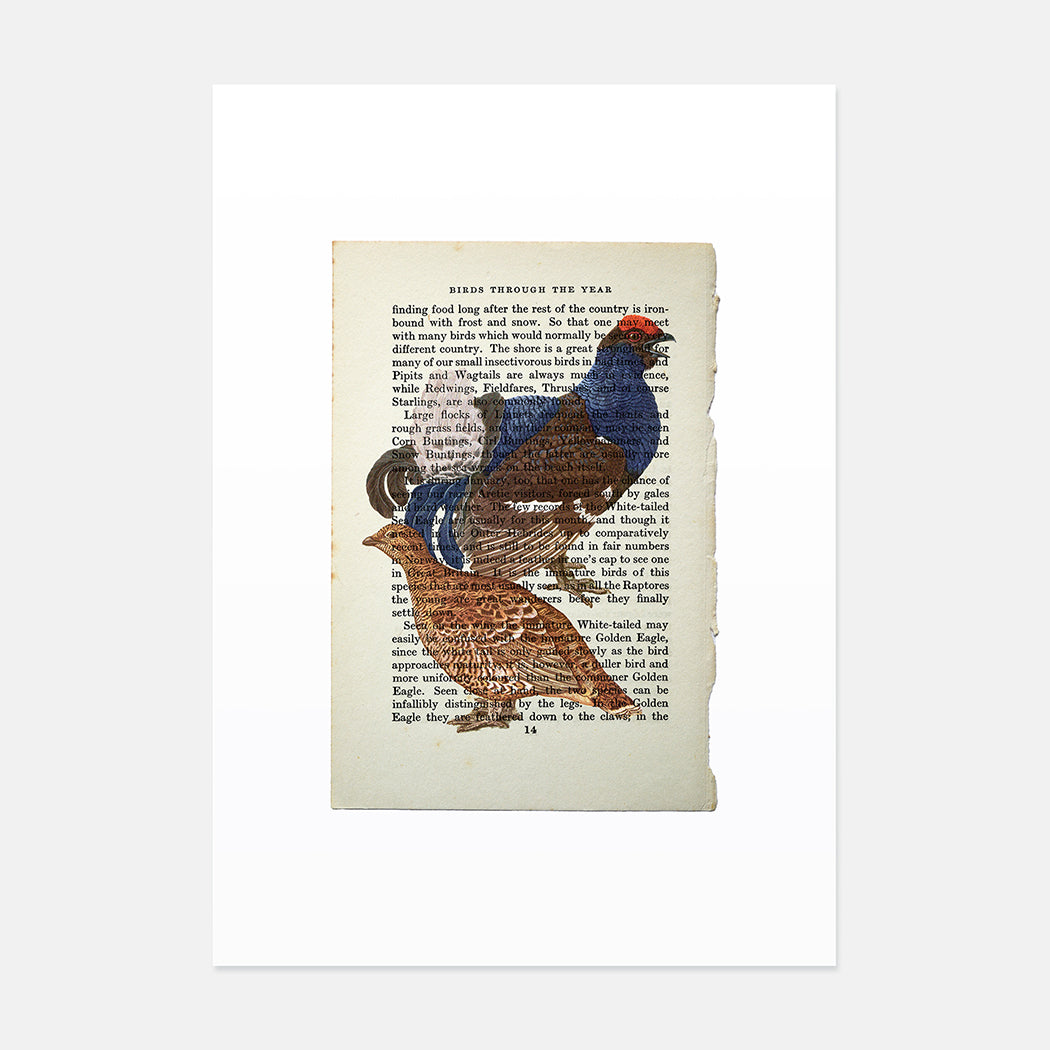 Grouse vintage book page art print